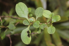 Coprosma foetidissima