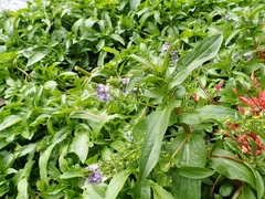 Veronica anagallis-aquatica