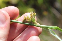 Juncus effusus