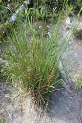 Juncus effusus