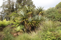 Cordyline indivisa