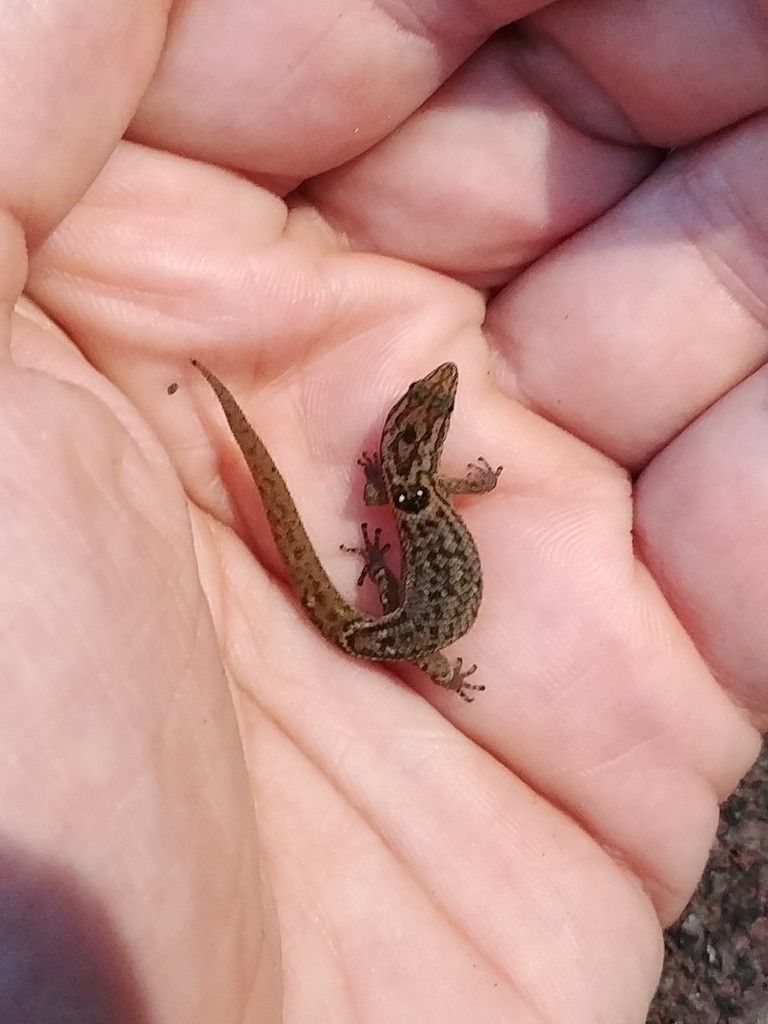 Big-scaled Least Gecko