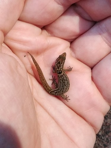 Sphaerodactylus macrolepis