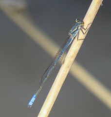Pseudagrion salisburyense
