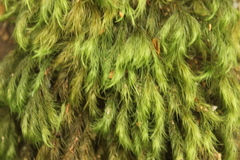 Cryptopodium bartramioides