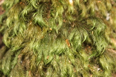 Cryptopodium bartramioides