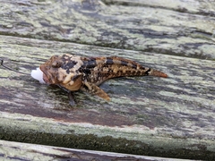 Artedius harringtoni