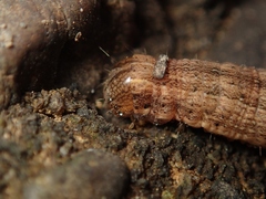 Mythimna separata