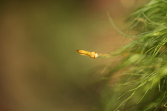 Cryptopodium bartramioides