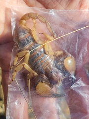 Opistophthalmus