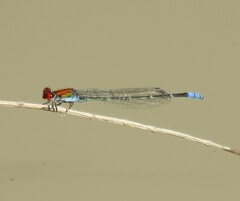 Pseudagrion massaicum