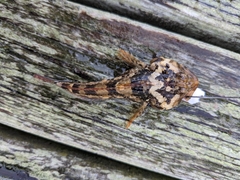 Artedius harringtoni