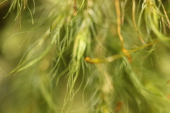 Cryptopodium bartramioides