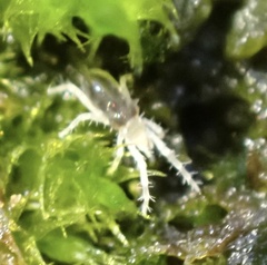 Rhagidiidae