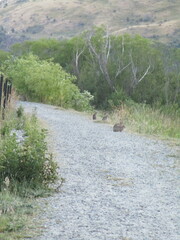 Oryctolagus cuniculus cuniculus