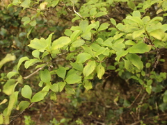 Coprosma foetidissima