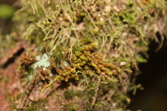 Macromitrium