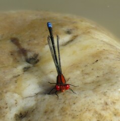 Pseudagrion massaicum