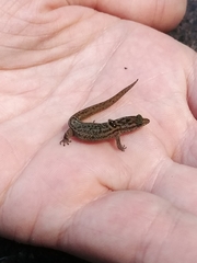 Sphaerodactylus macrolepis