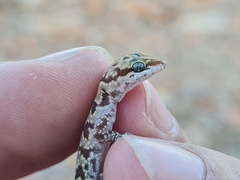 Pachydactylus bicolor