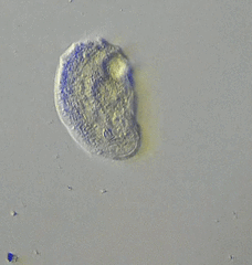 Odontochlamys gouraudi