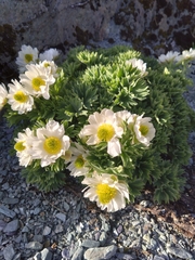 Ranunculus buchananii