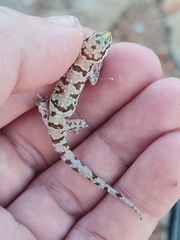 Pachydactylus bicolor