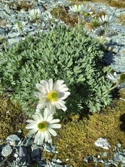 Ranunculus buchananii