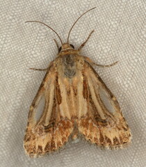 Heliocheilus stigmatia