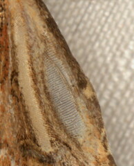 Heliocheilus stigmatia