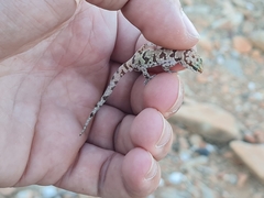 Pachydactylus bicolor