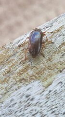 Tanychilus