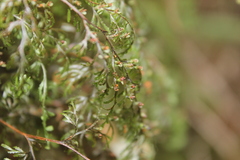Hymenophyllum multifidum