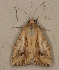 Heliocheilus stigmatia