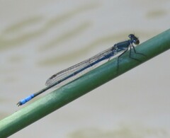 Pseudagrion salisburyense