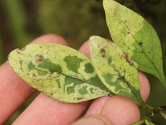 Corythoxestis zorionella