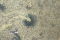 Spirobranchus cariniferus