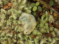 Rossbeevera pachydermis