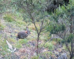 Oryctolagus cuniculus cuniculus