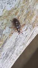 Tanychilus