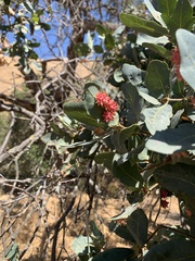 Cynips quercusechinus