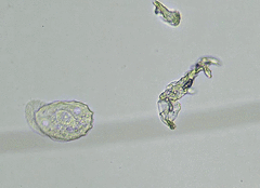 Odontochlamys gouraudi