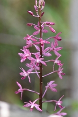 Dipodium punctatum