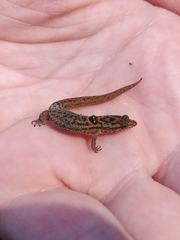 Sphaerodactylus macrolepis