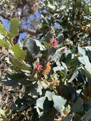 Cynips quercusechinus