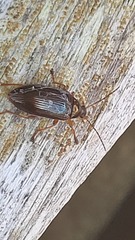 Tanychilus