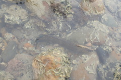 Acanthoclinus fuscus