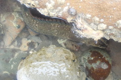 Acanthoclinus fuscus