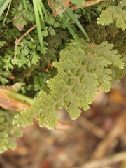Hymenophyllum frankliniae