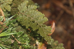 Hymenophyllum frankliniae